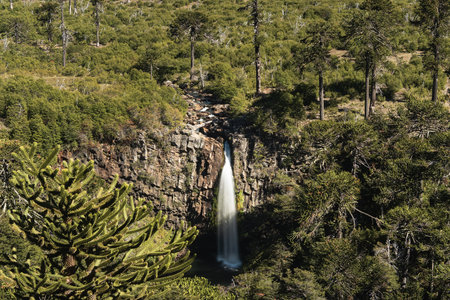 Scenic view of Cascada Coloco waterfall plunges from a rocky cliff, surrounded by Araucaria pine trees. Neuquen, Patagonia, Argentinaの写真素材