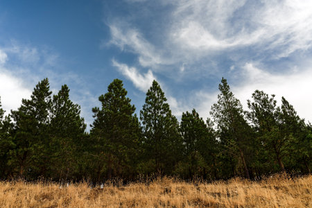 Landscape of tall pine trees under a blue sky with white cloudsの写真素材