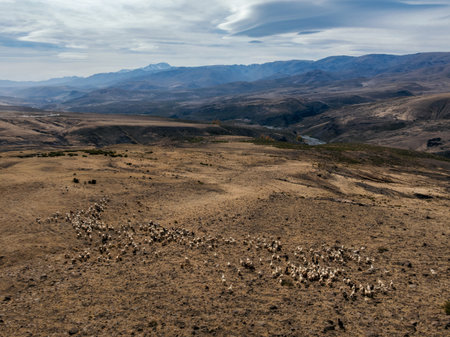 Aerial view of large group of goats eats grass on a dry hillside. North of Neuquen, Argentinaの写真素材