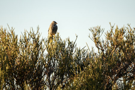 Mourning sierra finch sits atop a dense, thorny bush against a clear, pale sky in Patagoniaの写真素材