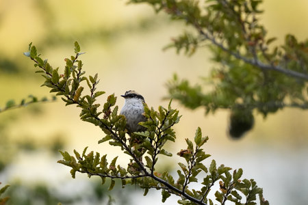 Cute striped thorn-tailed perches on a branch with green leaves, set against a blurred backgroundの写真素材