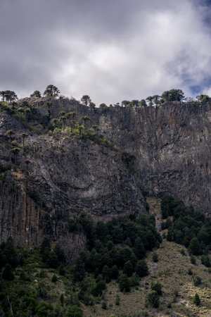 Columnar basalt cliffs rise toward a cloudy sky, framed by Araucaria trees. Patagonia's unique landscape. Neuquen, Argentinaの写真素材