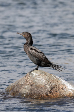 Black cormorant stands on a rock in the water, observed in a still and quiet setting.の写真素材