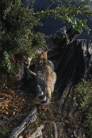 Tabby wild cat sits among vegetation and tree stumps near a body of waterの写真素材