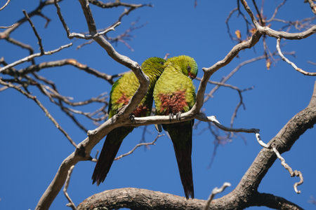 Two romantic Choroy parakeets perch closely together on the bare branches of a tree under a clear blueの写真素材