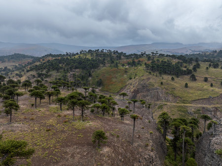 Aerial view of hilly Patagonian landscape with Araucaria araucana trees under a cloudy sky. Neuquen, Argentinaの写真素材