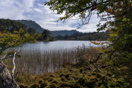 Tranquil lake surrounded by a reedy shoreline and forested hills under a partly cloudy sky in Patagonia. ChaÃ±y Natural Reserve. Villa Pehuenia, Neuquen, Argentinaの写真素材