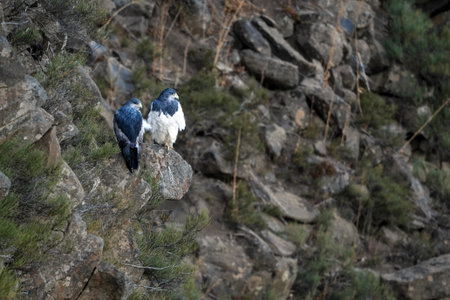 Two black-chested buzzard-eagles perch on rocks on a steep, rugged slope in a Patagonian settingの写真素材
