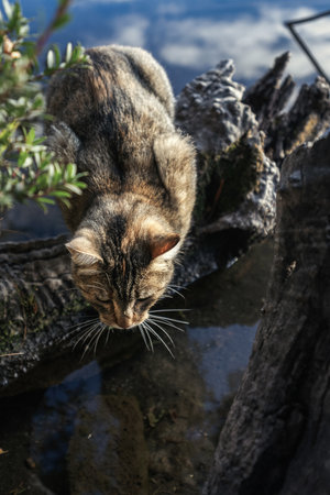 Cute tabby and tortoiseshell cat sits among foliage and tree stumps near lakeの写真素材