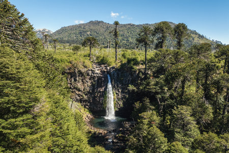 I place waterfall plunges from a rocky cliff, surrounded by lush green trees and Araucaria pines under a clear Patagonian sky. Neuquen, Argentinaの写真素材