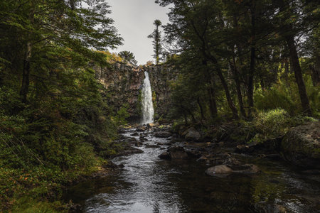 Cascada Coloco plunges from a rocky cliff into a stream flowing through a lush forest of Araucaria trees. Lanin National Park, Neuquen, Patagonia Argentinaの写真素材