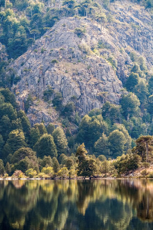 Tranquil lake reflecting a rocky, forested mountainside with Araucaria trees under a clear sky in Patagoniaの写真素材