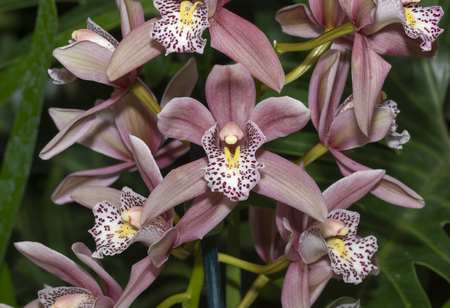 Cymbidium Starbright Orchidの写真素材