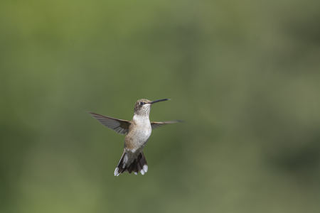 Stopping for a Look: Ruby-throated Hummingbird in flight.の写真素材