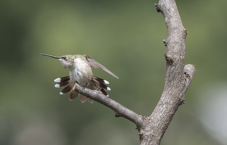 Ruby-throated Hummingbird warming up for the day. Having a stretch before a hard day of foraging.の写真素材