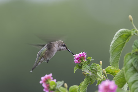 Ruby-throated Hummingbird feeding on Lantana flowers.の写真素材