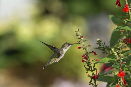 Ruby-throated Hummingbird feeding on red Sage.の写真素材