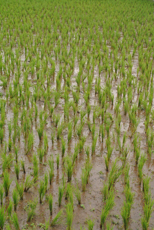 Rice field in indonesiaの写真素材
