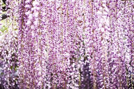 Wisteriaの写真素材