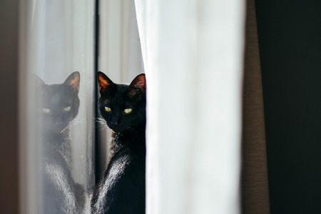 Beautiful black cat sitting and looking at the cameraの写真素材