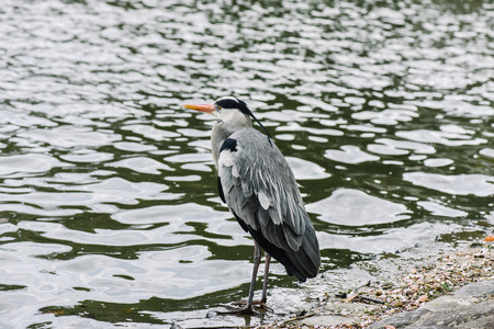 Ardea cinerea,gray heronの写真素材
