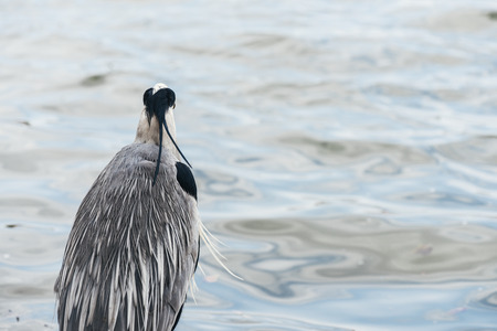 Ardea cinerea,gray heronの写真素材