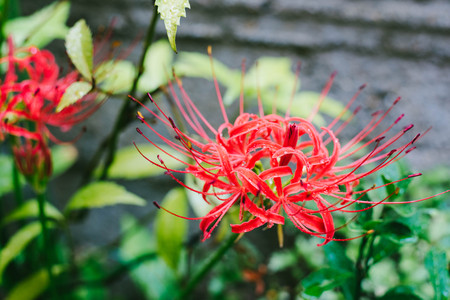 Cluster amaryllis, rain dropsの写真素材