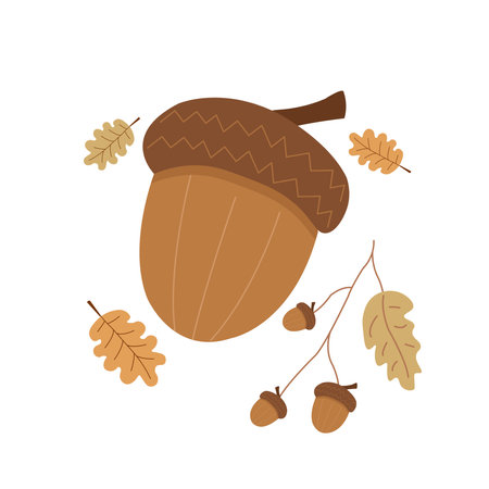 Acorn illustration with oak leaves and branches. Isolated vector nut from oak tree for print.のイラスト素材