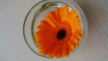 Orange chrysanthemumの写真素材