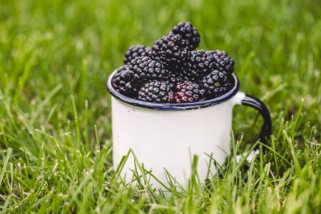 blue violet forest berries lie in a ceramic white cup on a green grass, the theme is the theme of food and vitaminsの写真素材