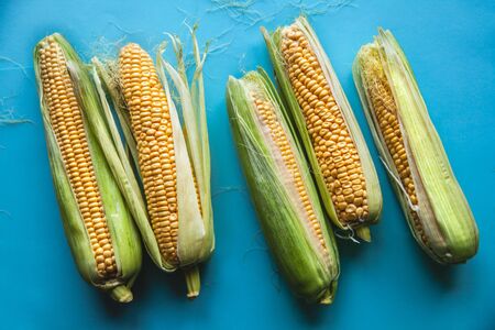 corn on a blue background, healthy food, fruit