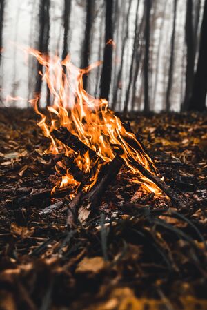Bonfire in the forest in the eveningの写真素材