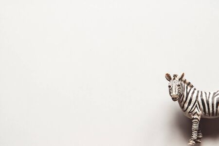 Toy with zebra shape in color backgroundの写真素材