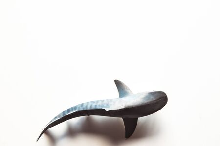 Shark on White Backgroundの写真素材