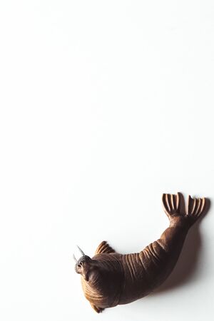 Toy walrus isolated on white background.の写真素材