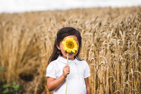 Happy little girl smelling a sunflower on the field .の写真素材