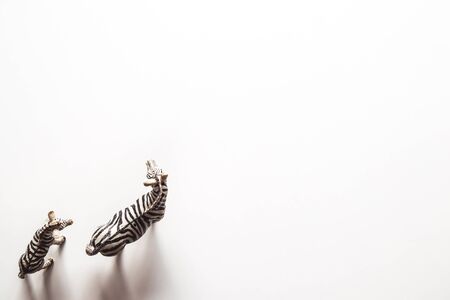 Toy zebra with baby shape in white backgroundの写真素材