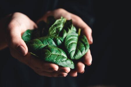 healthy eating, dieting, vegetarian food and people concept - close up of woman hands holding spinachの写真素材