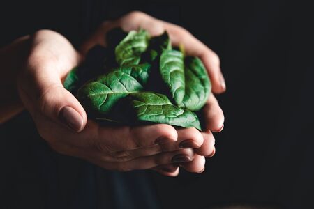 healthy eating, dieting, vegetarian food and people concept - close up of woman hands holding spinachの写真素材