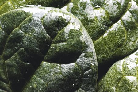 Macro photography of fresh spinach. Concept of organic food. healthy foods, vegan