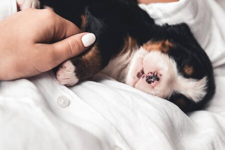 Bernese mountain dog puppy in female hands, care for animals, newbornsの写真素材