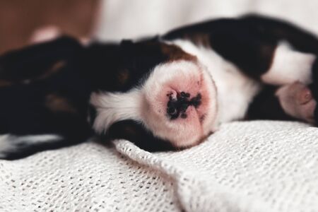 Little puppy of bernese mountain dog in bed. Cute animalsの写真素材