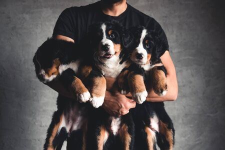 Young, Bernese Mountain Dog in the hands. Close-up, Studio photo. Concept of care, education, training and raising of animalsの写真素材