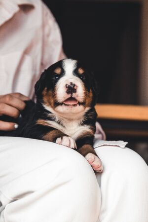 Bernese mountain dog puppy in female hands, care for animals, newborns