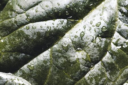 Macro photography of fresh spinach. Concept of organic food. healthy foods, vegan