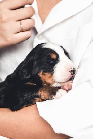 Bernese mountain dog puppy in female hands, care for animals, newbornsの写真素材