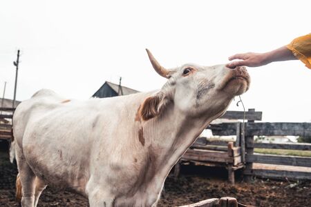 milch cows in farmの写真素材
