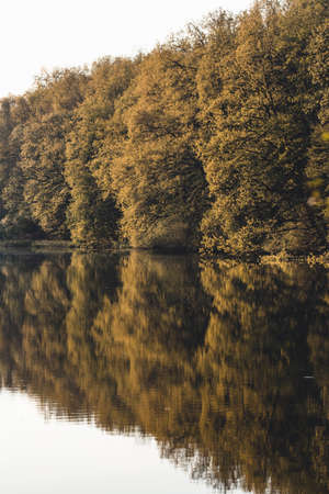 Beautiful landscape. Forest on the lake.