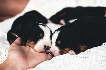 Little puppy of bernese mountain dog in bed. Cute animalsの写真素材