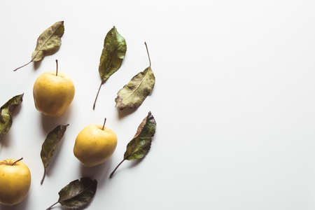 Yellow apples on a white background with old leaves, wholesome food, farming, vegetarianの写真素材